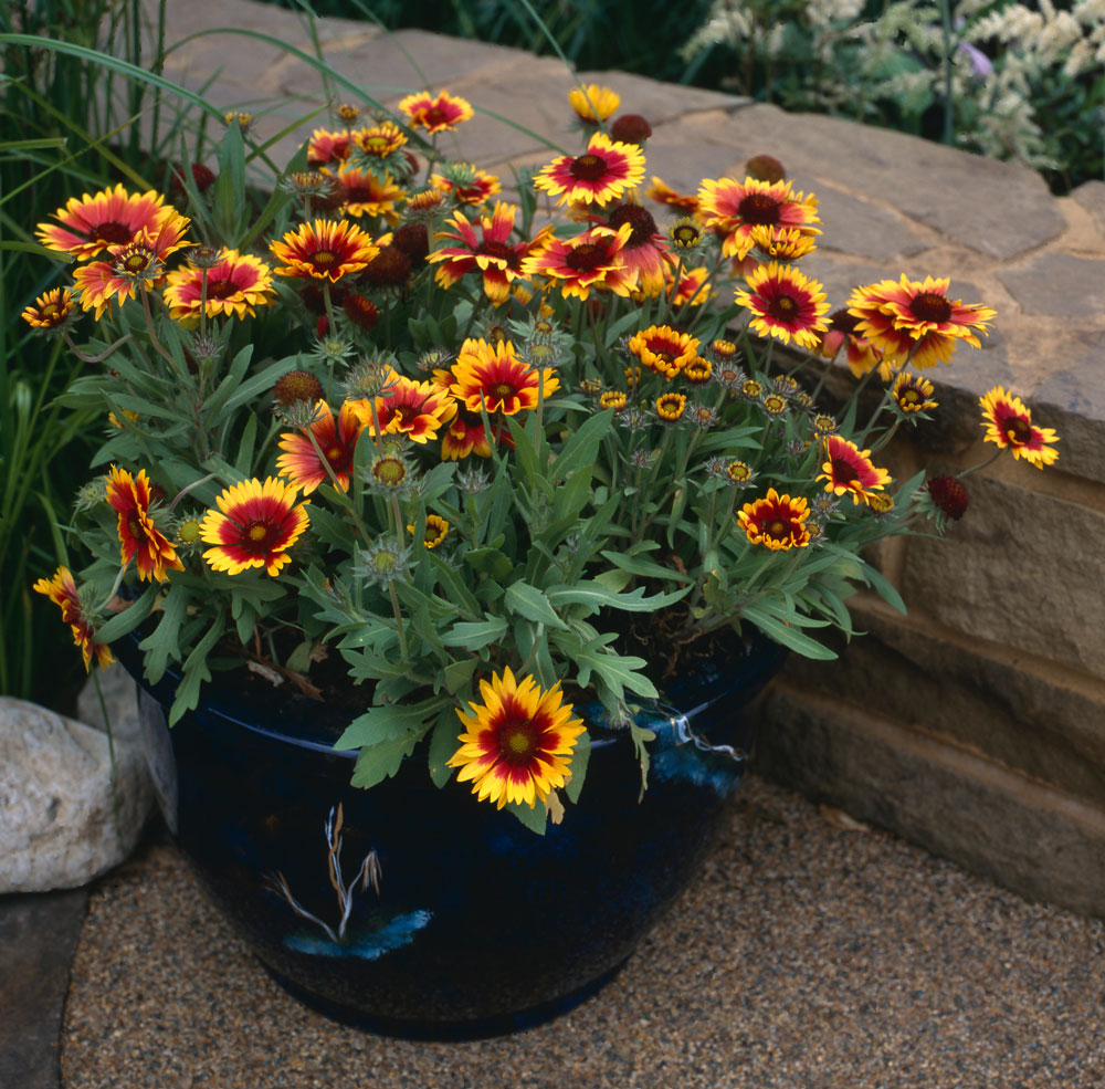 large pot of yellow and red Indian blanket flowers next to a stone bench