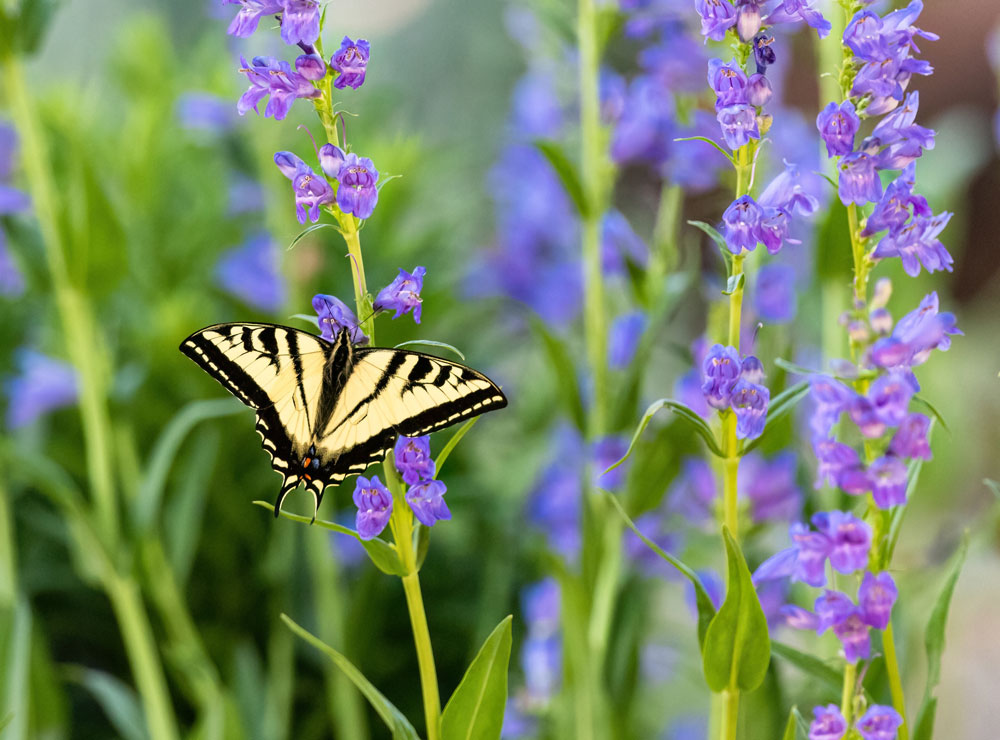 yellow and black butterfly on a tall stalk of purple penstemon flower with more flowers blurred in the background