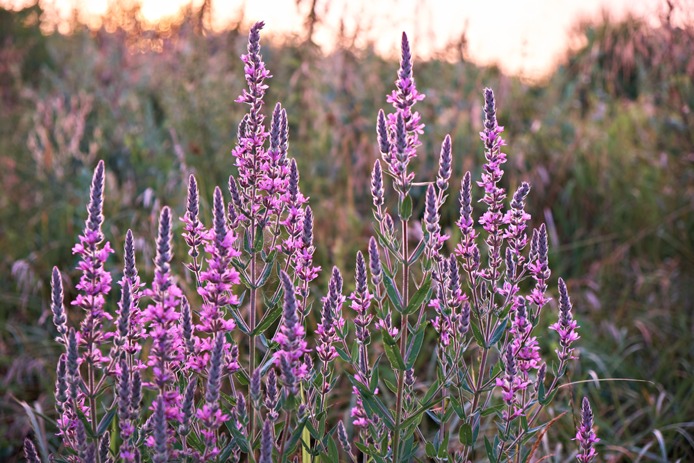 Tall light purple stalks of flowers in a field with low sun lighting illuminating the purple blooms