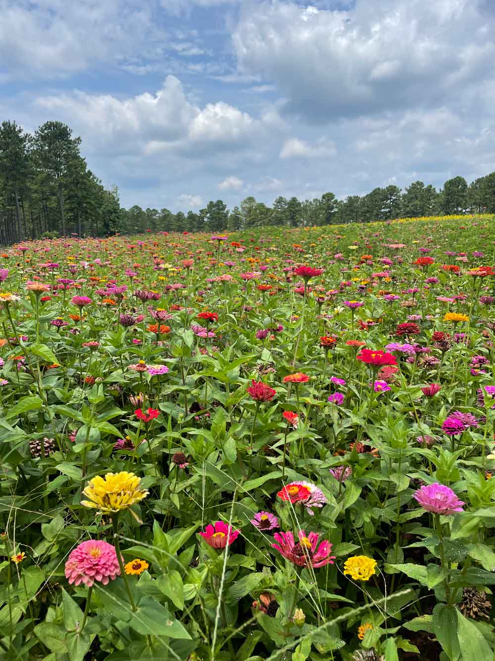 field of zinnias