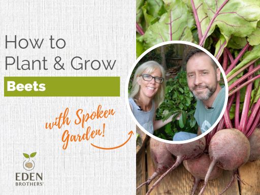 How to Plant and Grow Beets from Seed