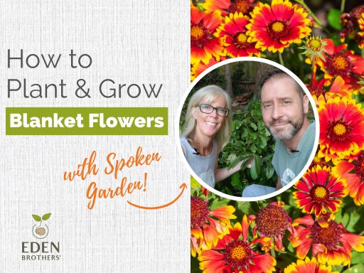 How to Plant and Grow Blanket Flowers from Seed