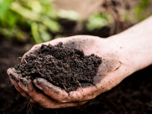 Perk Up Your Plants! How to Use Coffee Grounds in the Garden