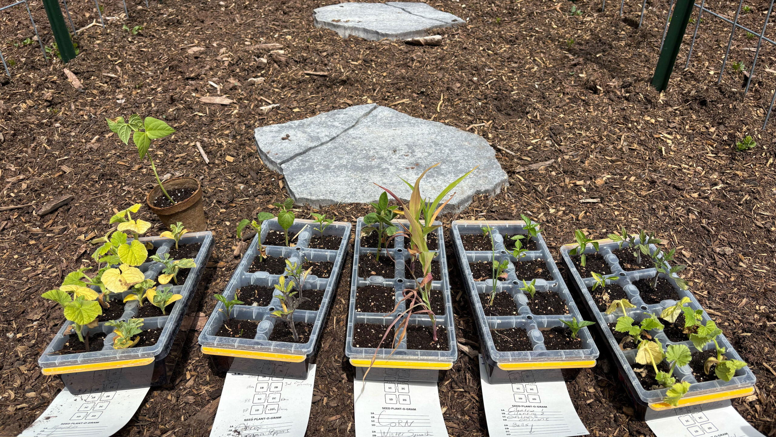 5 seed starting trays with a paper labeling what's inside in front of each tray all sitting on mulch with stepping stopes in the background