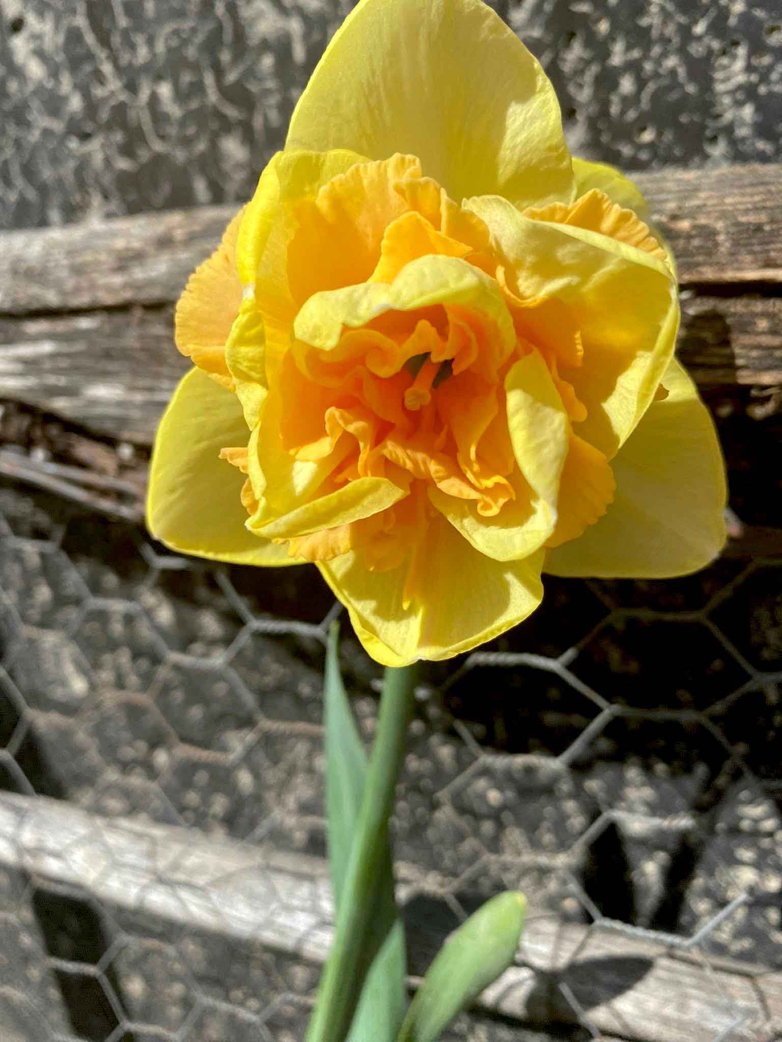 Egg’s Benedict daffodil