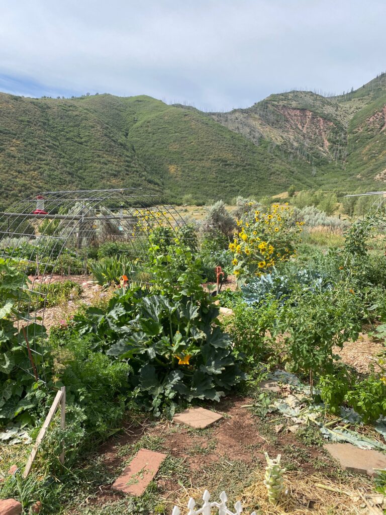 view of a community garden with lots of green plants and a cluster of yellow sunflowers in the middle ground and the base of some green mountains in the background