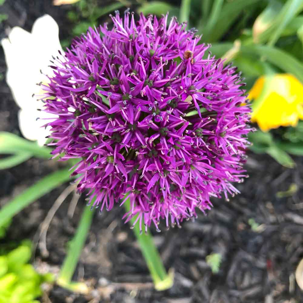 Allium Globe