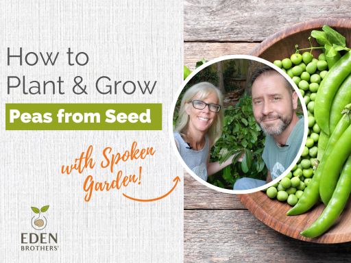 How to Plant and Grow Peas from Seed