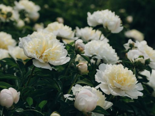 Peony – The Queen of the Garden