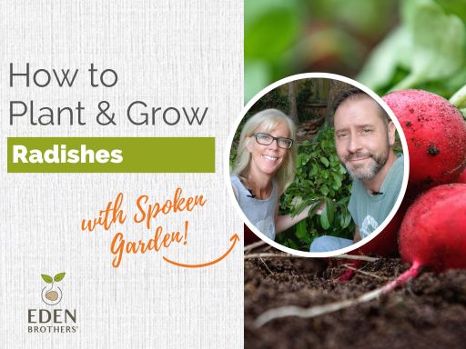 How to Plant and Grow Radishes from Seed