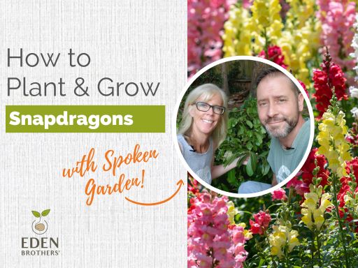 How to Plant and Grow Snapdragons from Seed