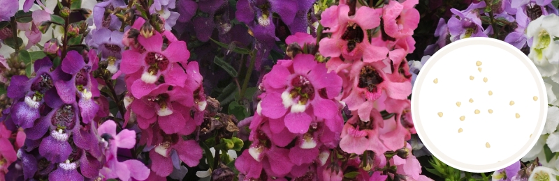 Angelonia Seeds