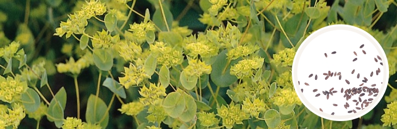 Bupleurum Seeds