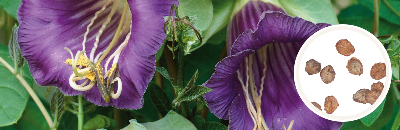Cup & Saucer Seeds