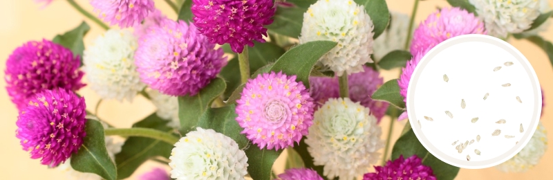 Gomphrena Seeds