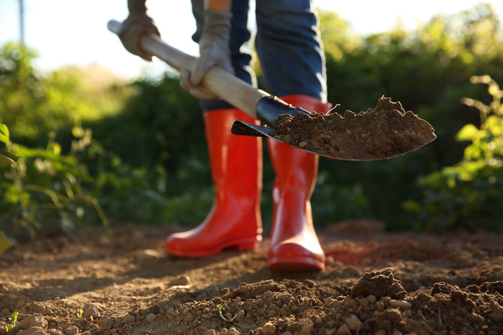 a shovel scooping dirt held by gloved hands with jeans and red boots behind it standing on a dirt pathway lined by blurred green foliage