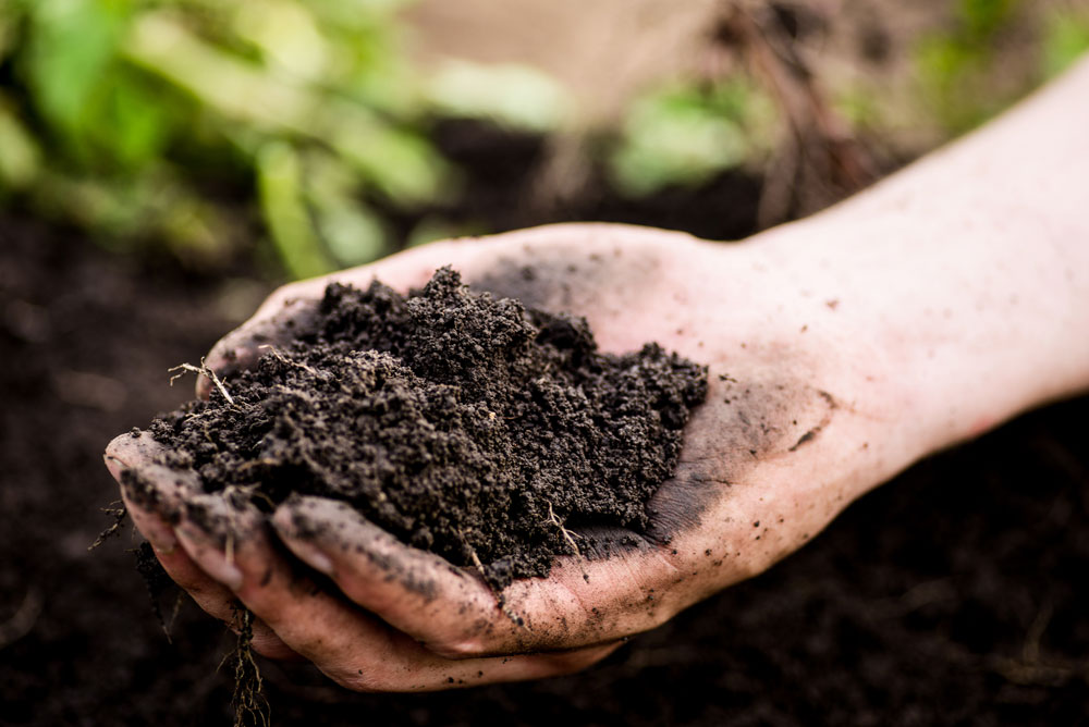 close up of a hand holding coffee ground with a blurred background of dirt and greenery