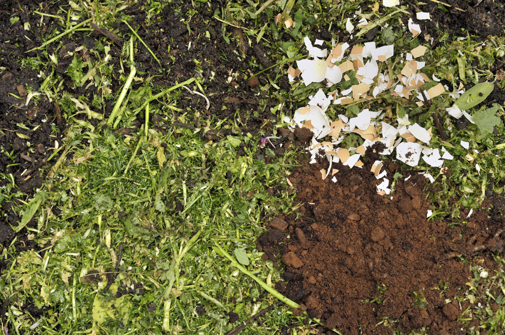piles of coffee grounds, broken egg shells, and chopped green organic material sitting on top of dirt