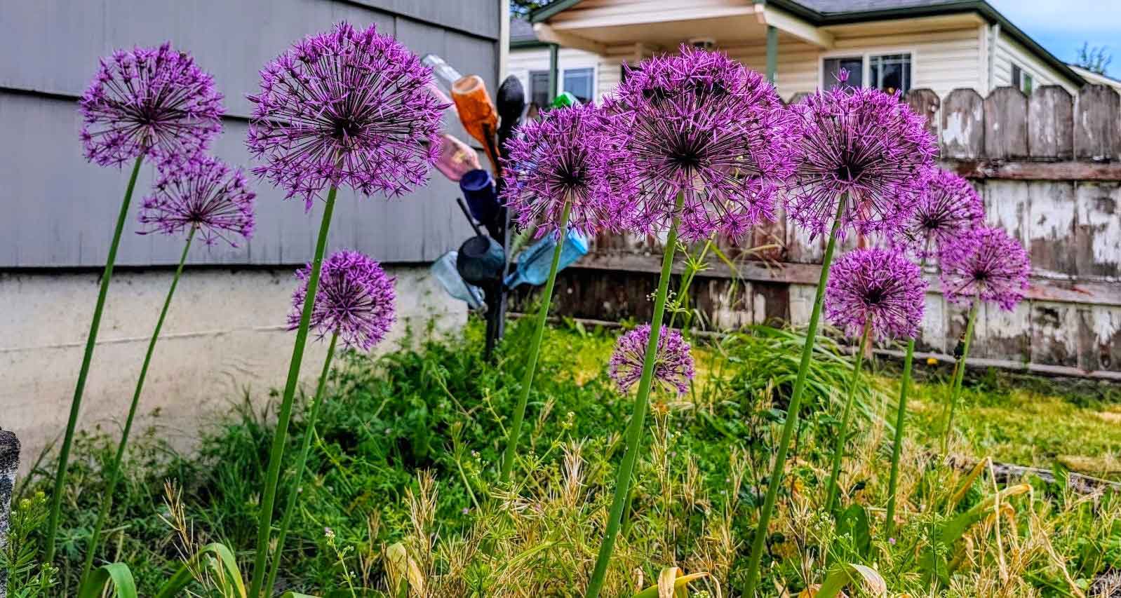 A lot of Alliums