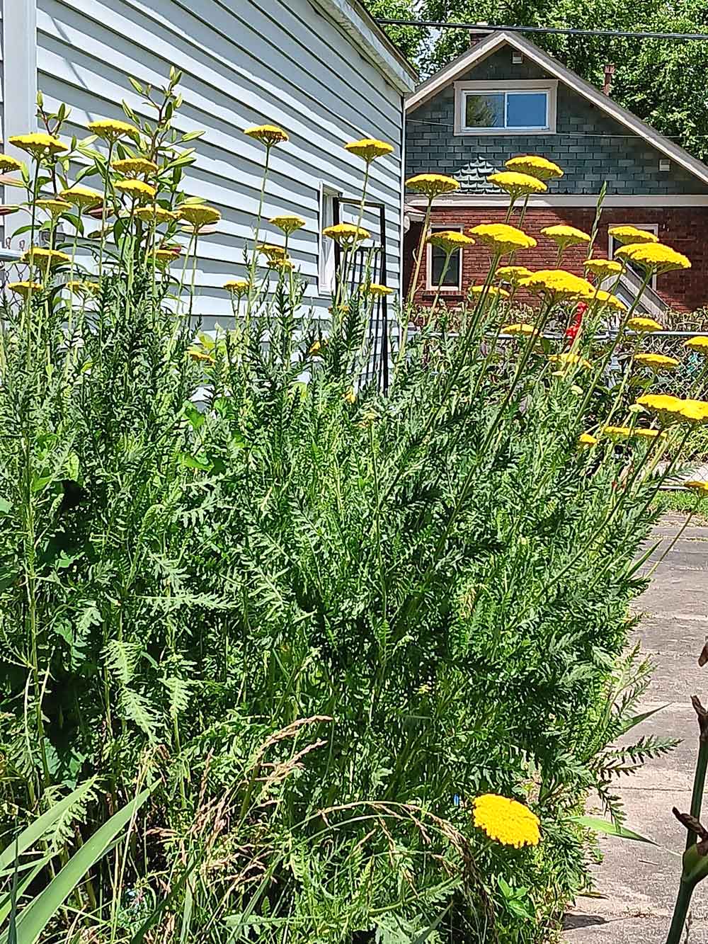 Yellow yarrow