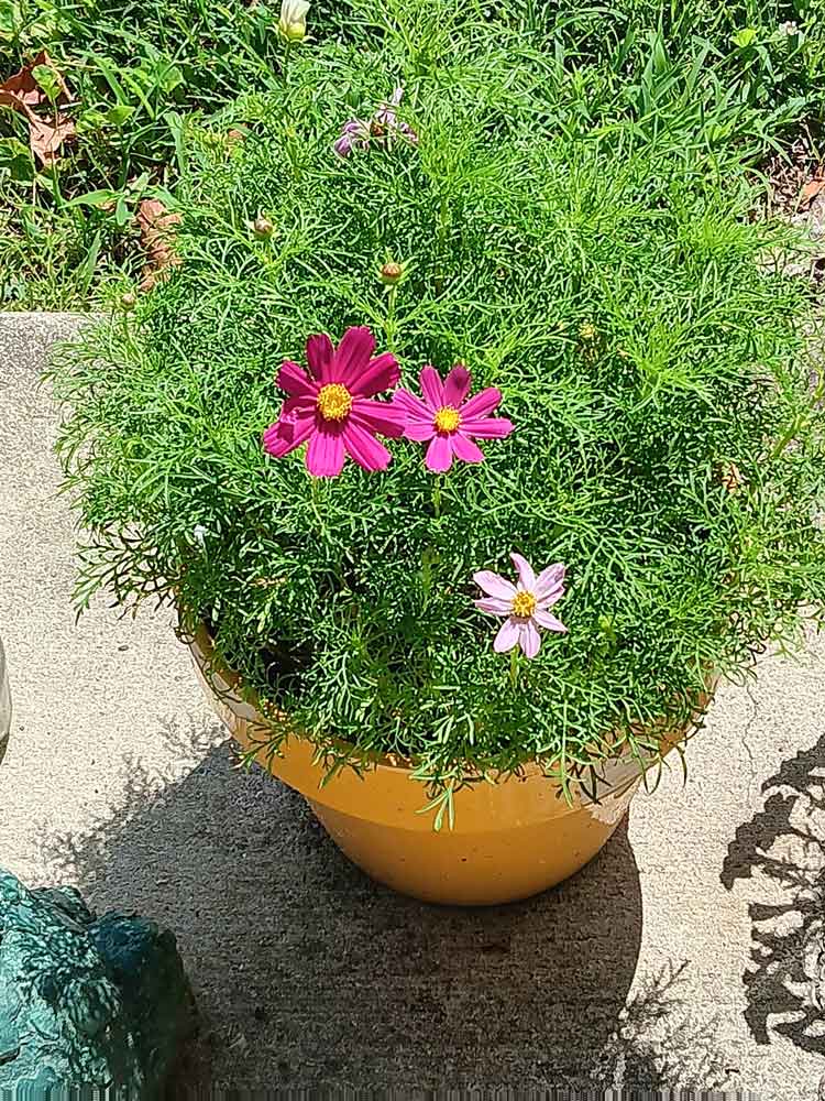 My Cosmos Sensation