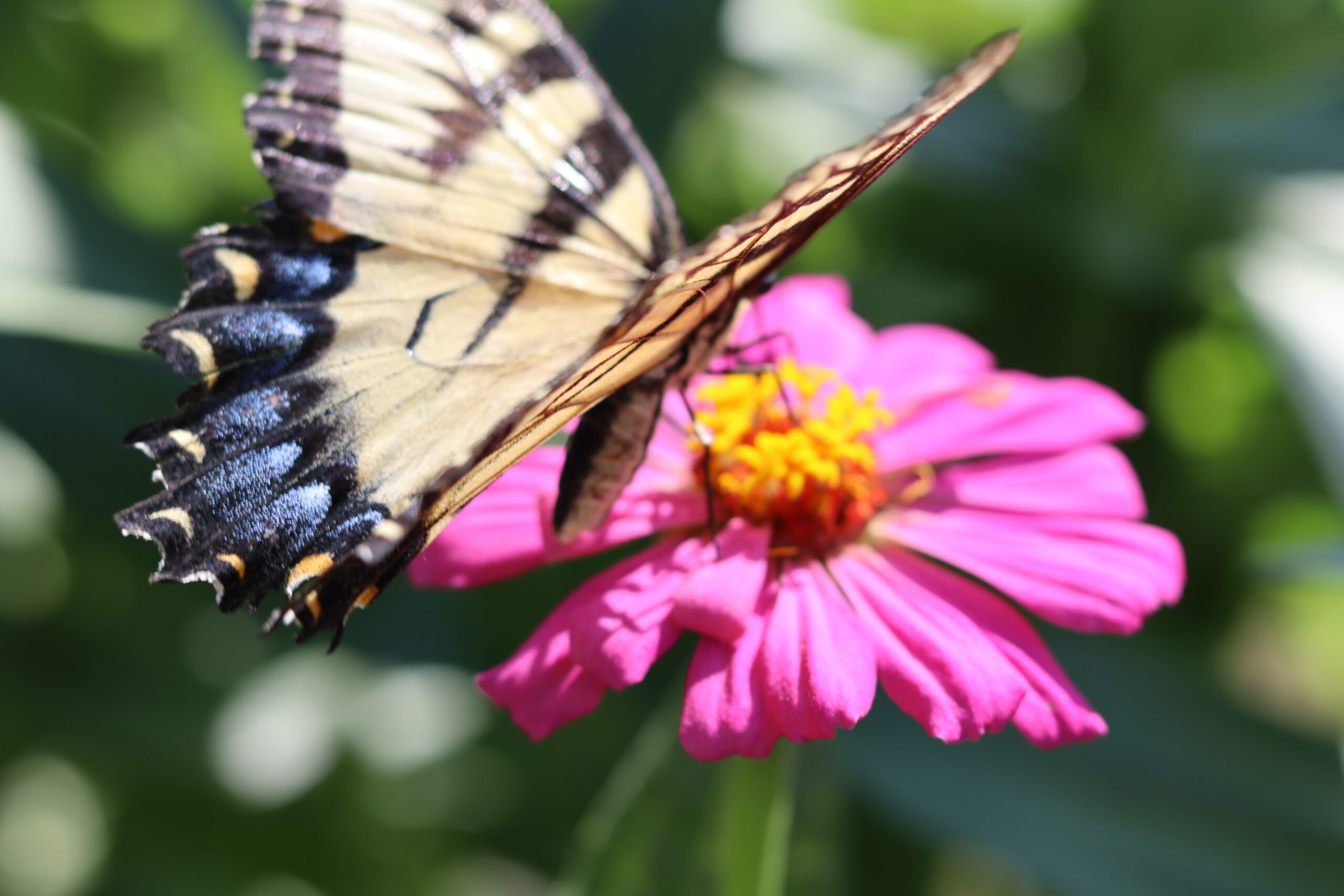 butterfly on pink zinnia