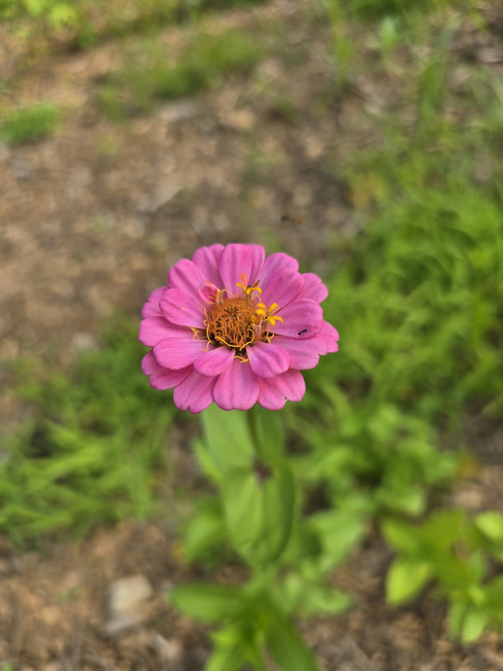 pink zinnia