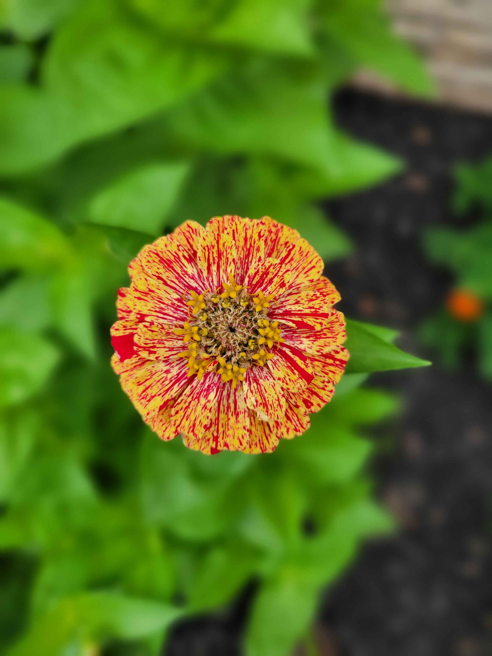 candy cane zinnia