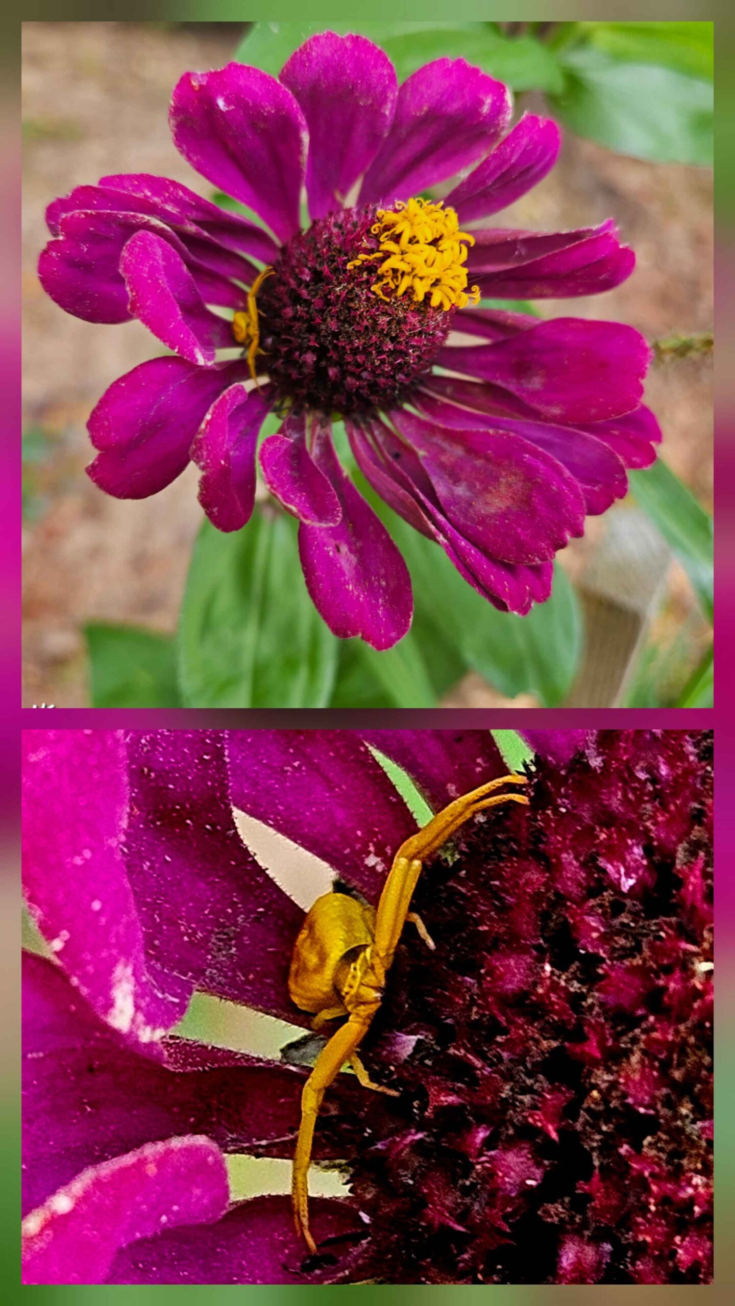 purple/pink zinnia