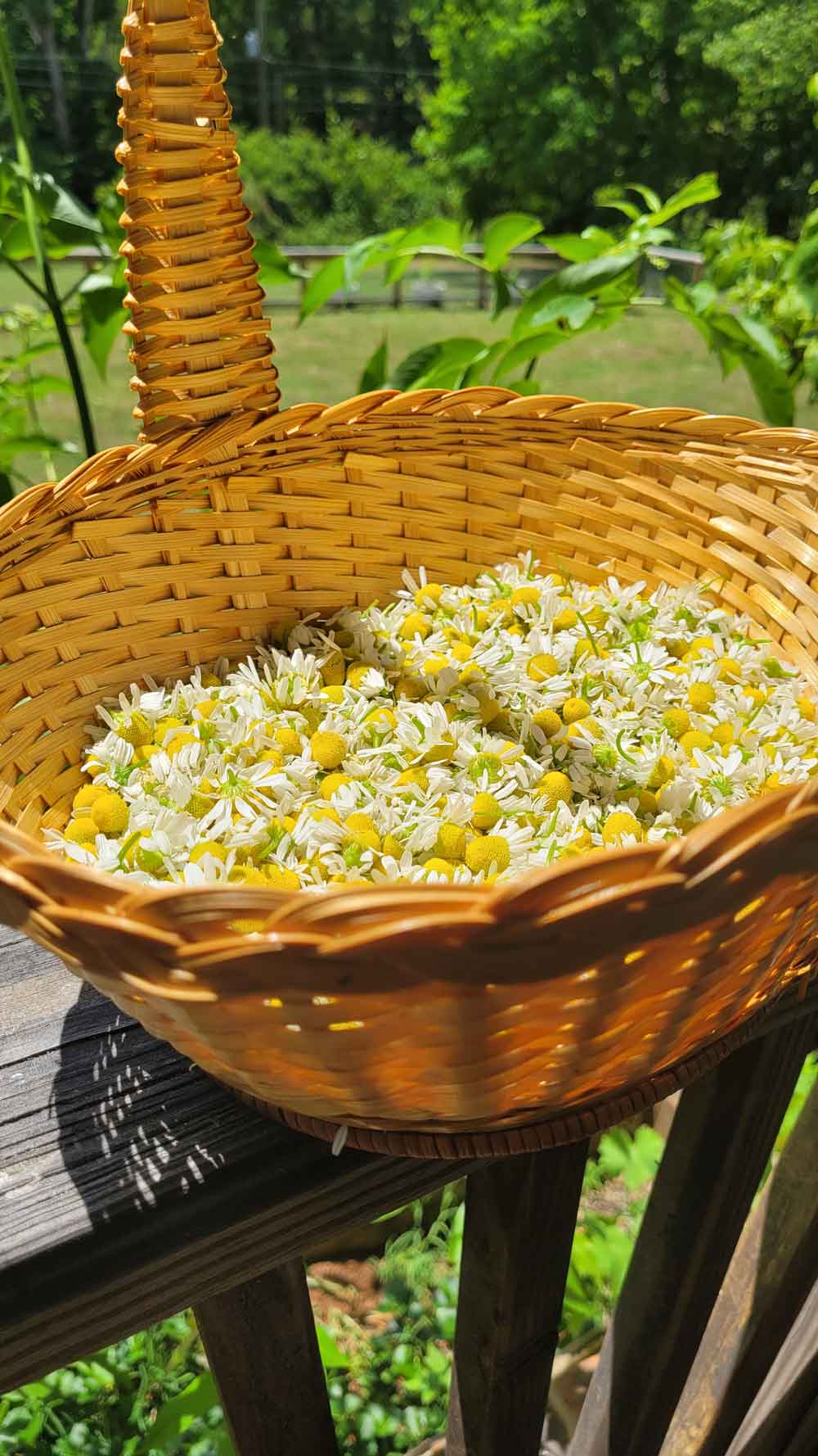 chamomile
