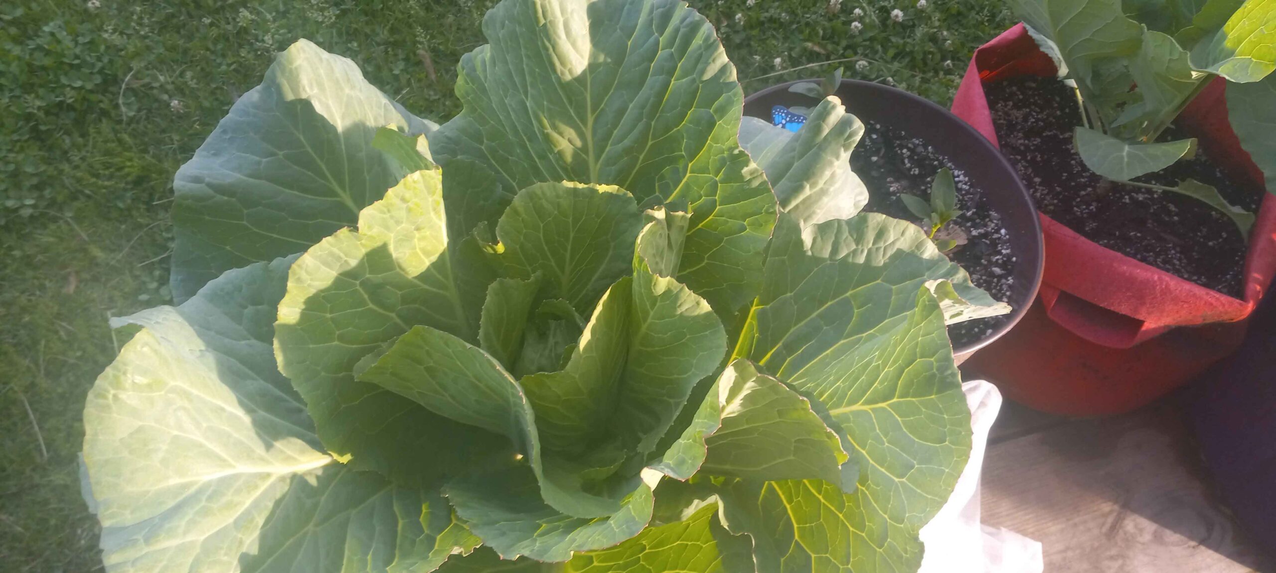 Cabbages
