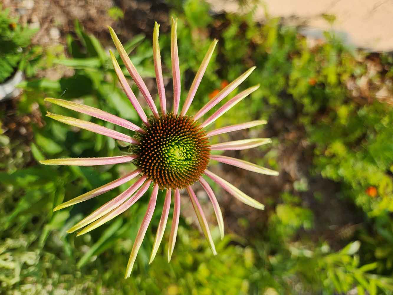 Purple cone flower
