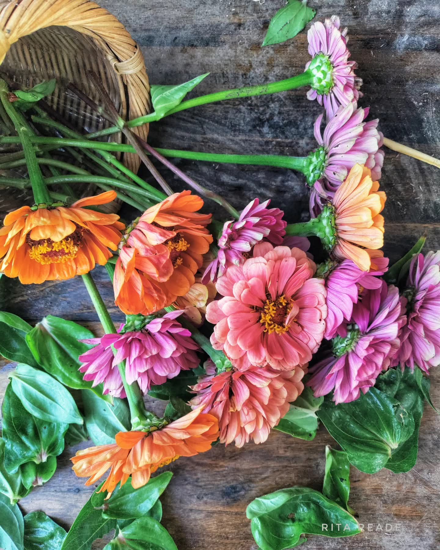 “Vintage style zinnias”