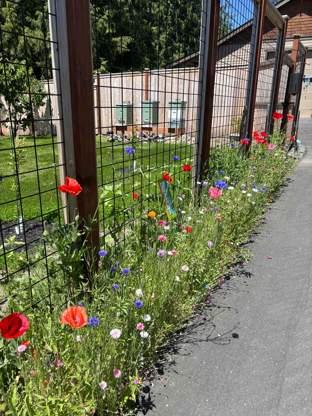 Wildflowers and Bee Hives
