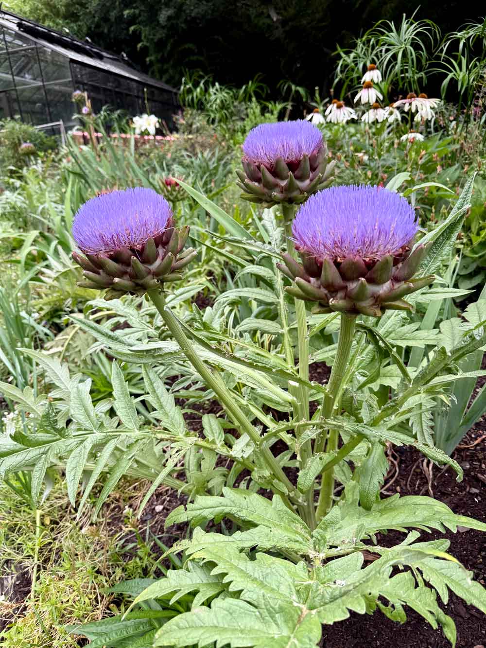 Artichoke in full bloom