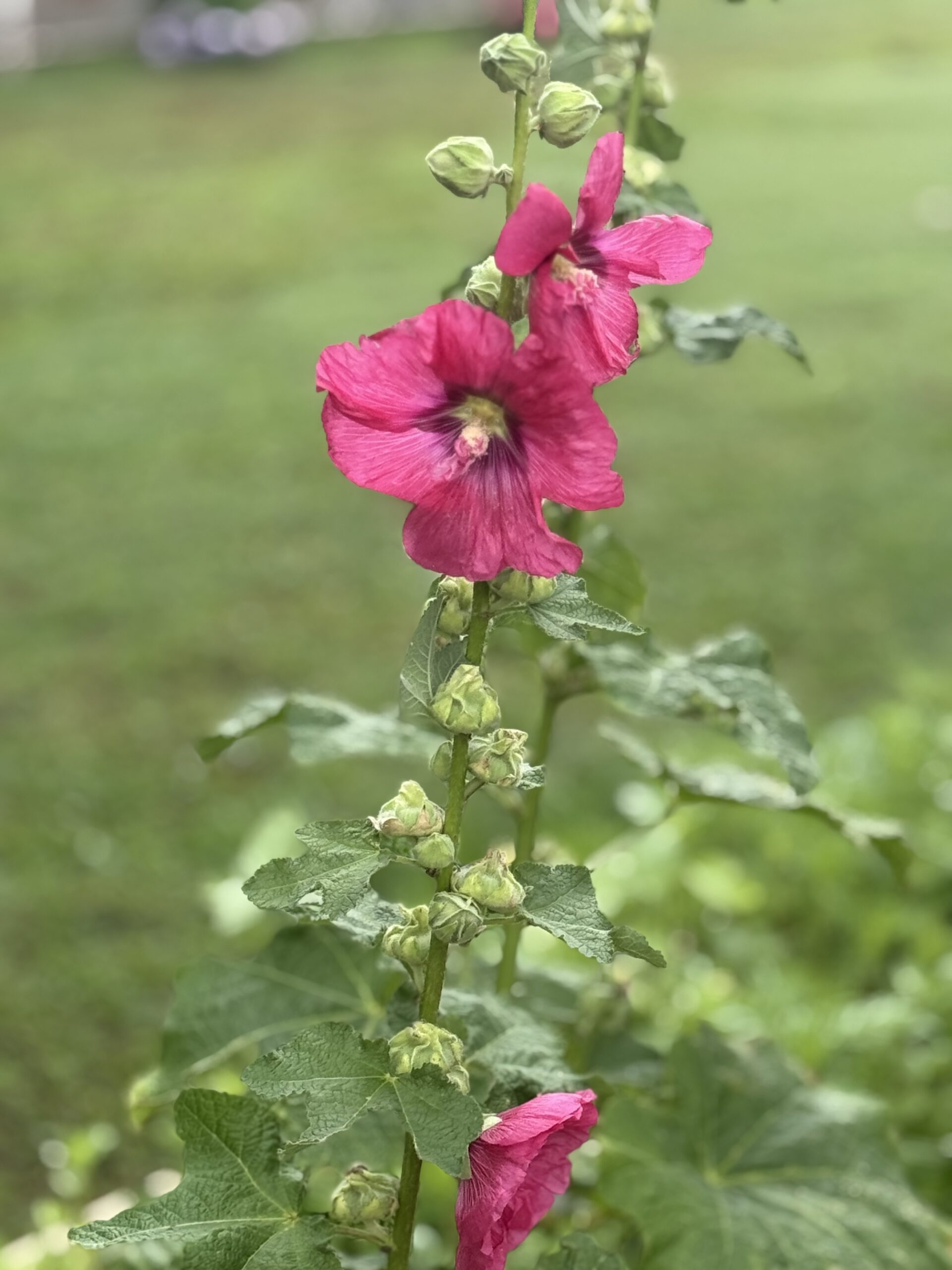 hollyhock