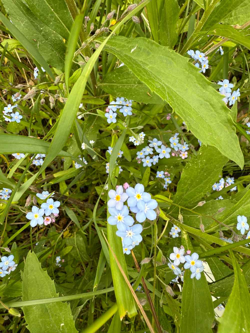 First flowers of spring, forget me nots!