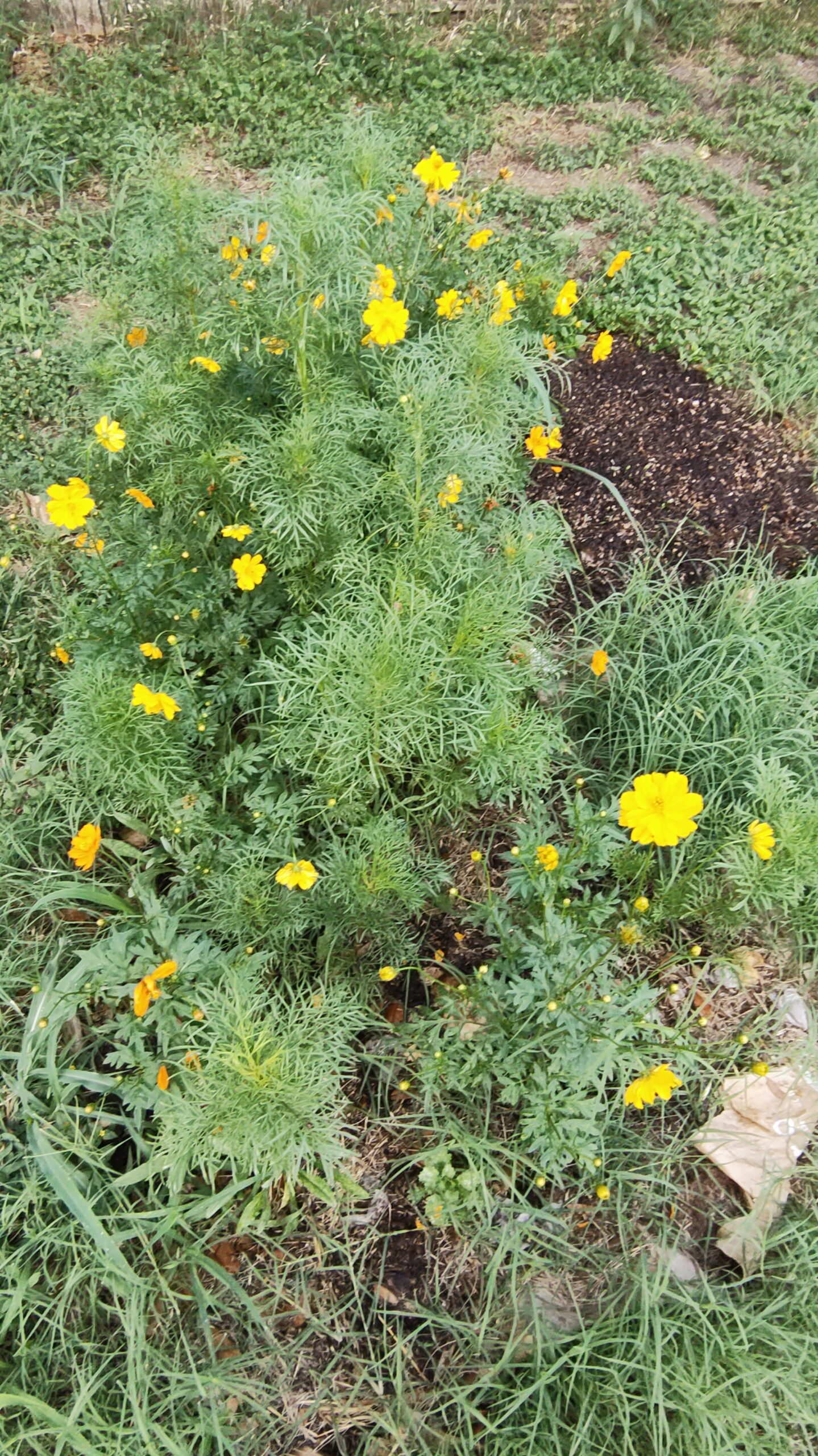 My wildflowers