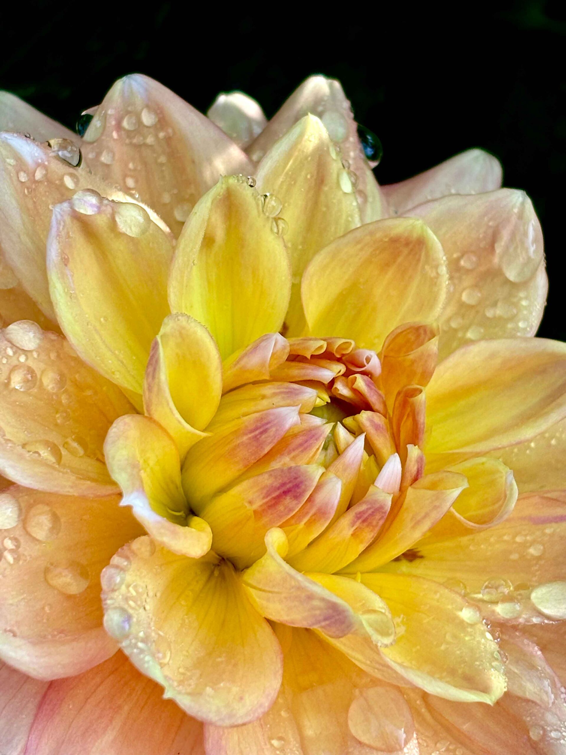 yellow dahlia with water drops