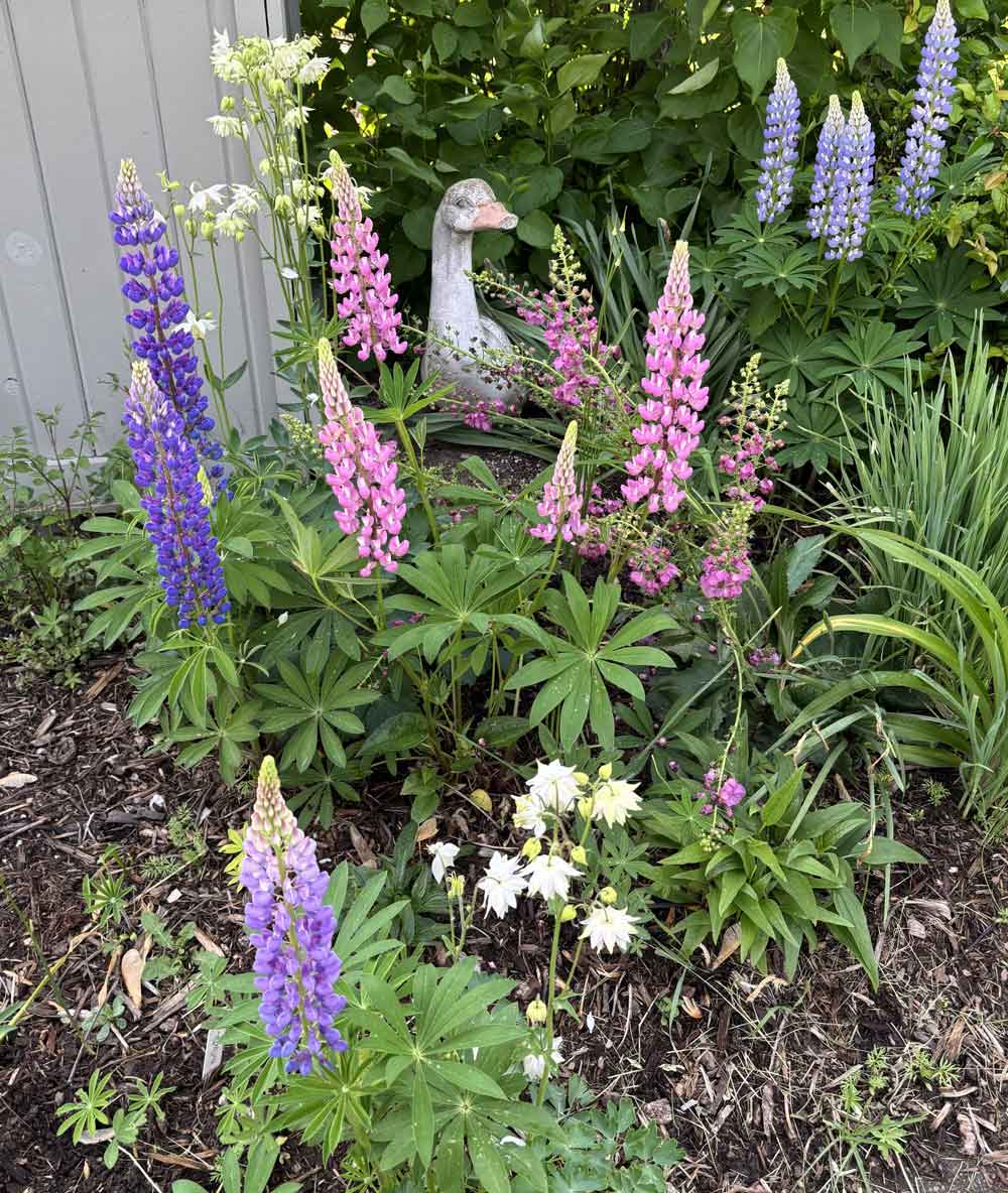 lupines