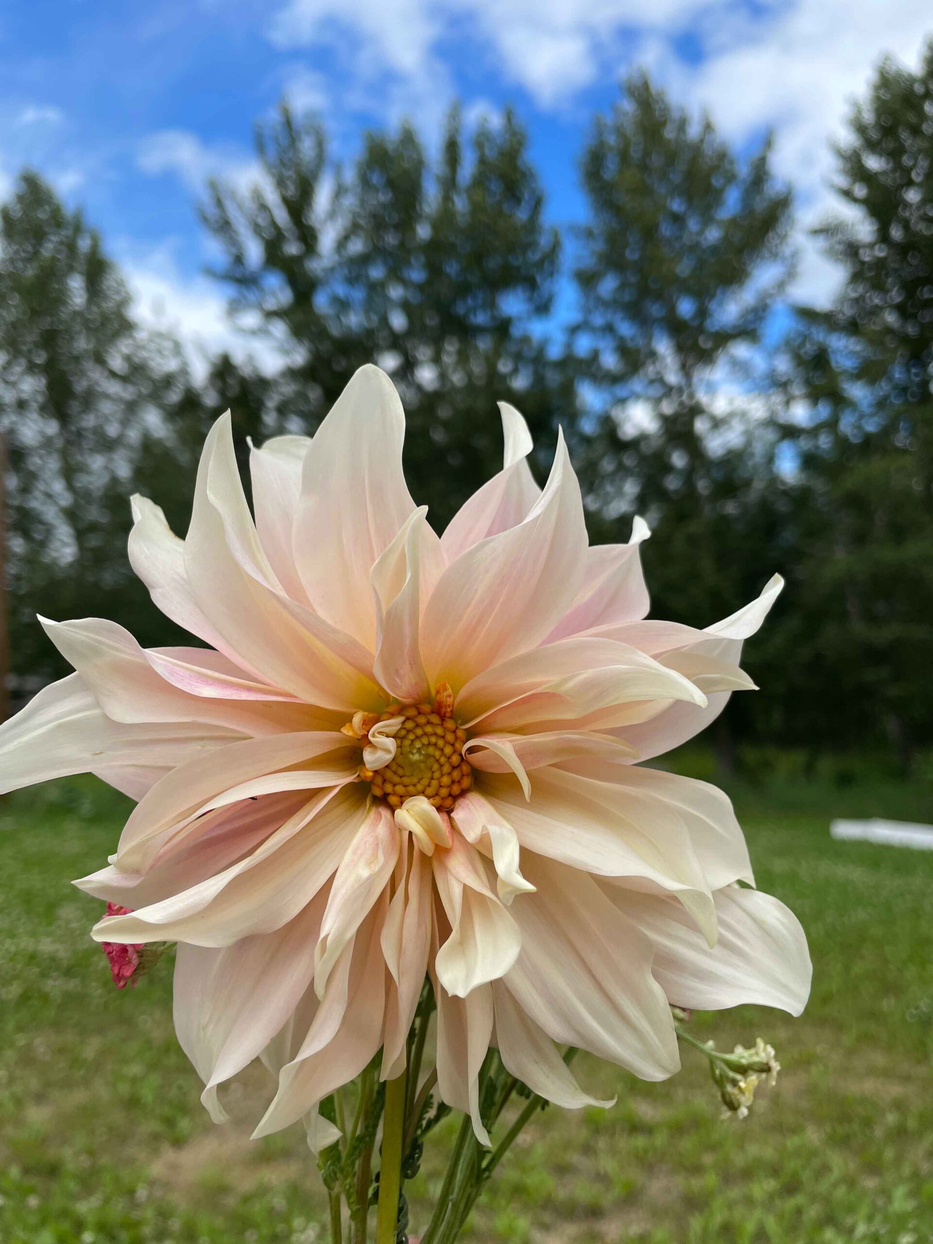 cafe au lait dahlia