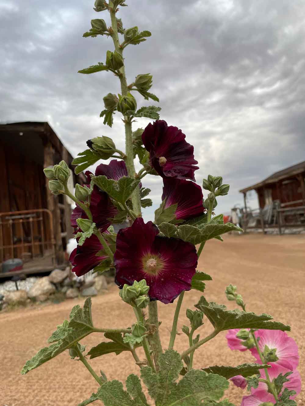 dark red hollyhock