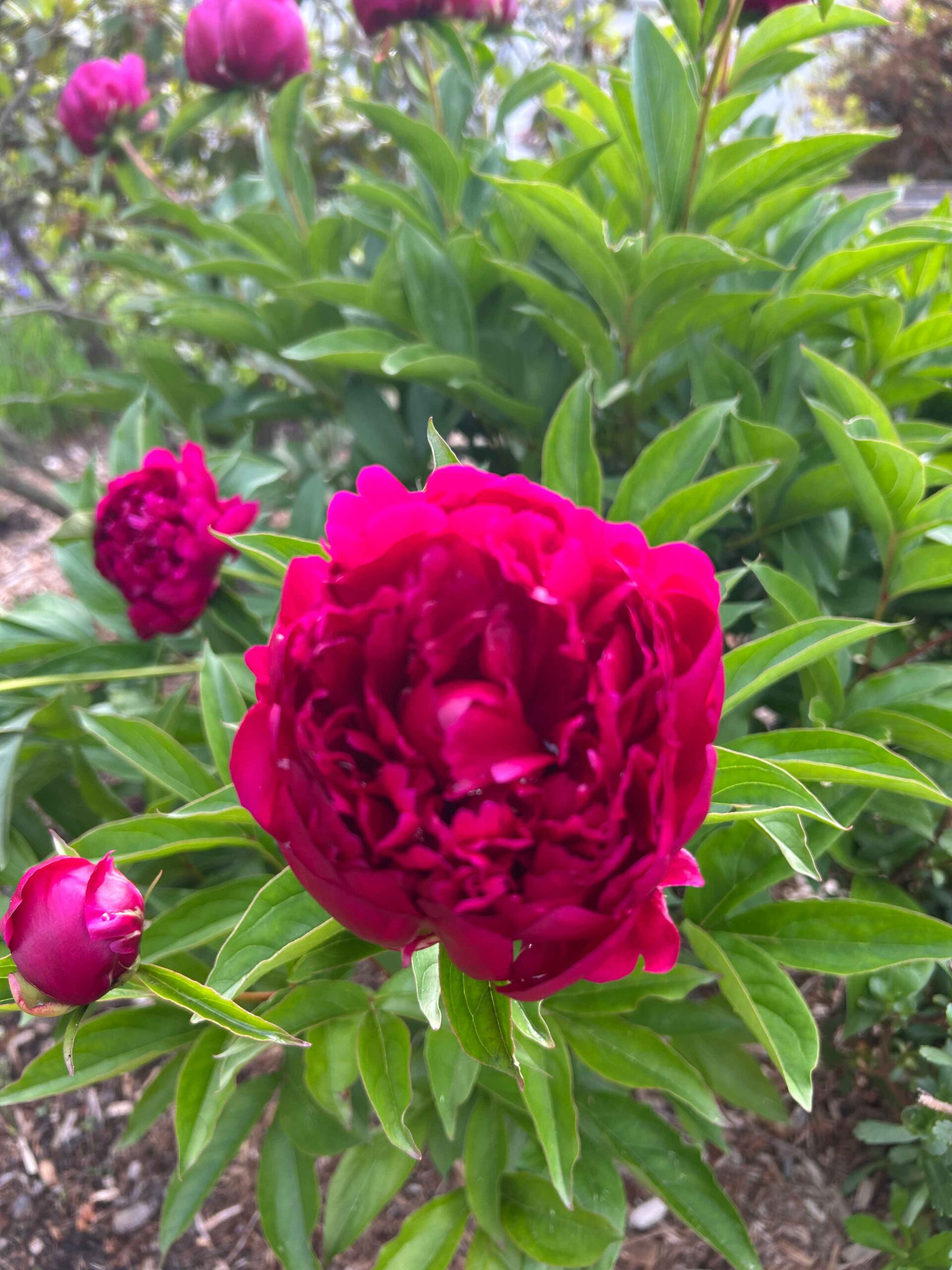 Pretty Peony