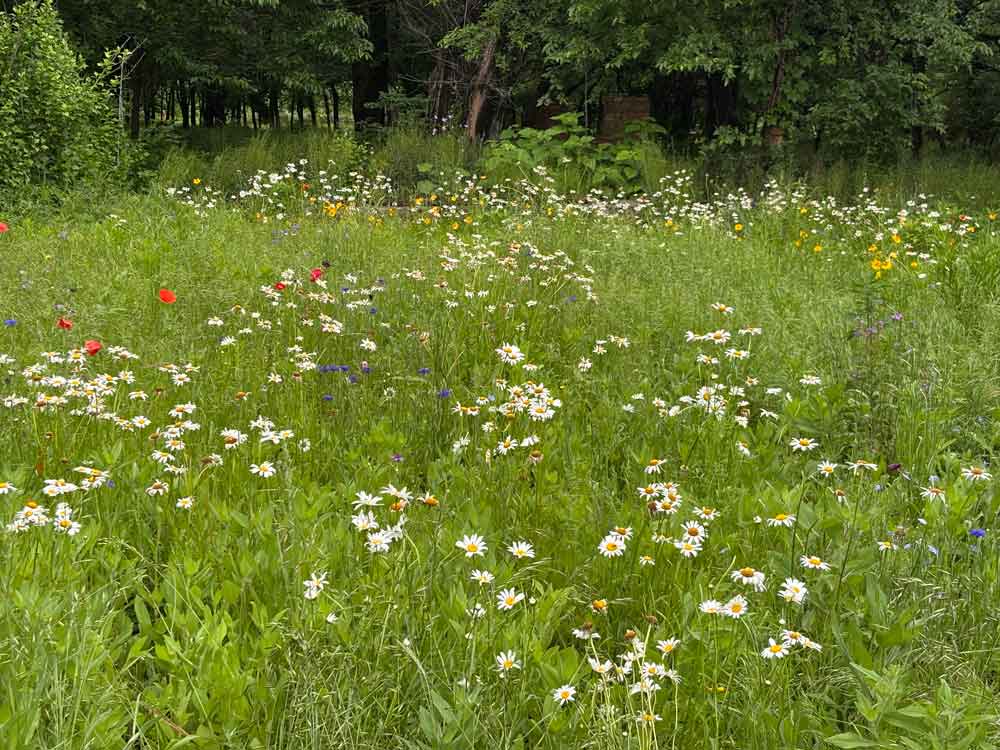 Deer resistant wild flower mix!! Year 2