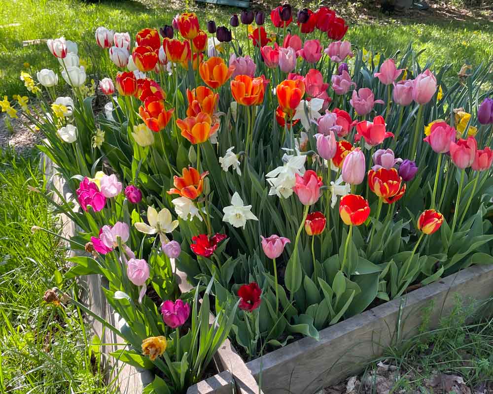 My Tulip and daffodil sanctuary.