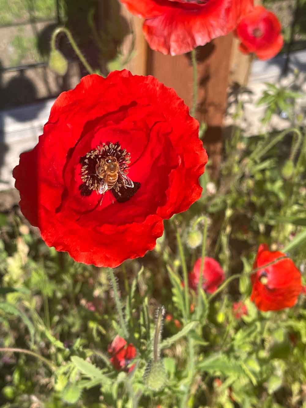 Pollinator’s Poppy