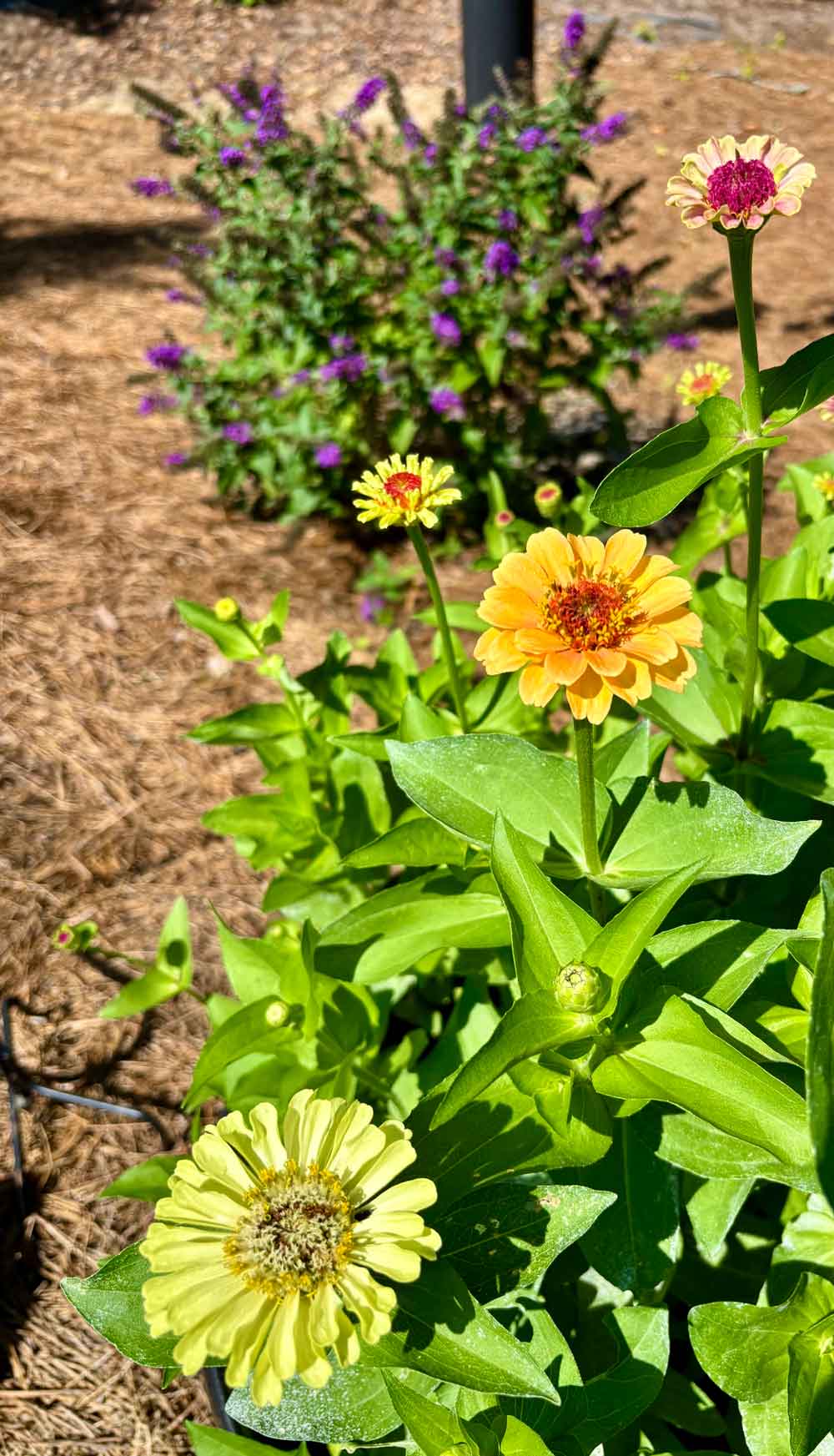 Zinnias are blooming!