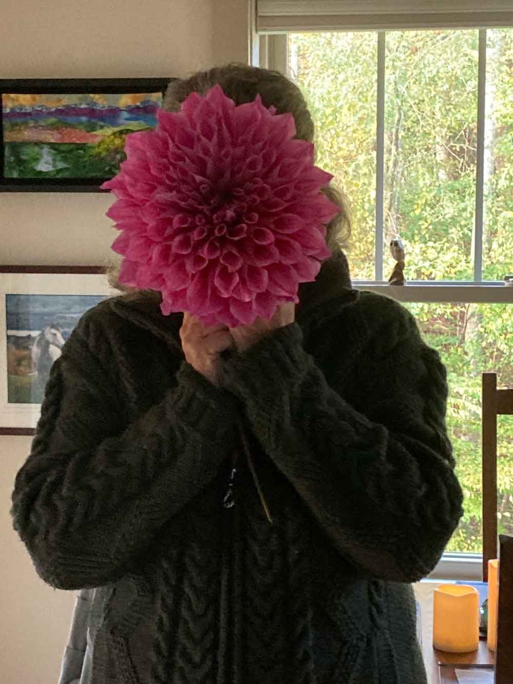dahlia survivor