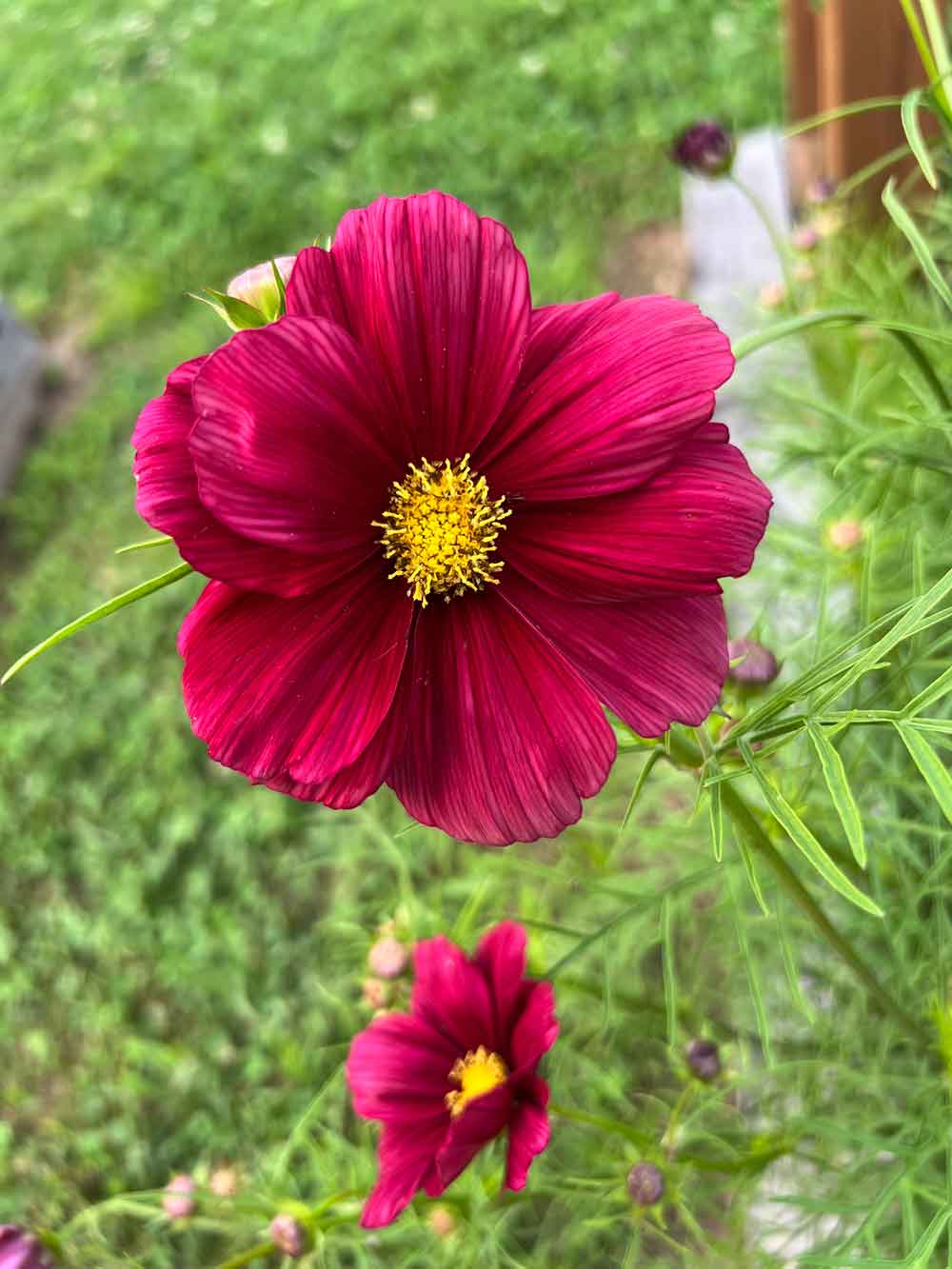 Crimson Beauties