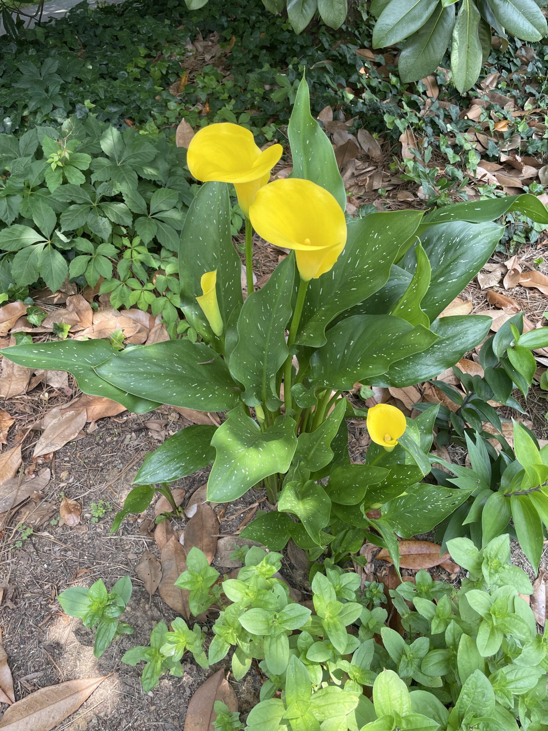 Yellow is mellow